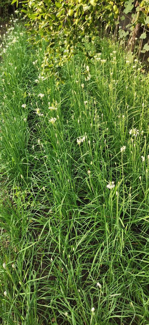 韭菜花开&mdash;&mdash;飘飘洒洒捋青丝
