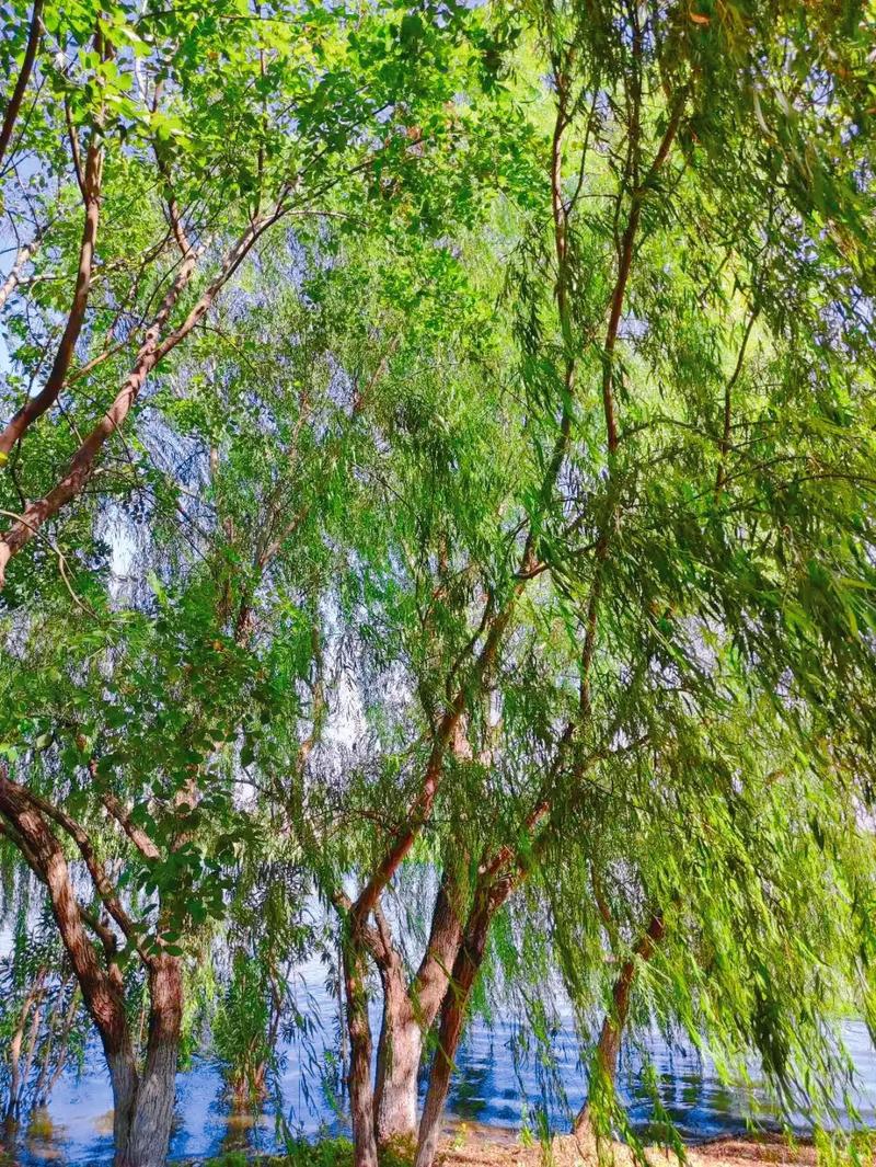 碧玉妆成一树高,万条垂下绿丝绦.不知细叶谁裁出,二月春风似剪
