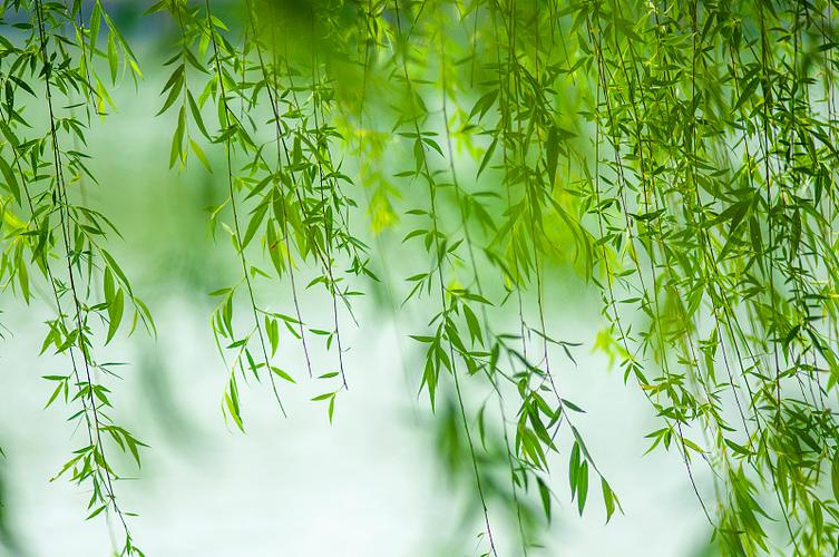 春天杨柳柳叶图片